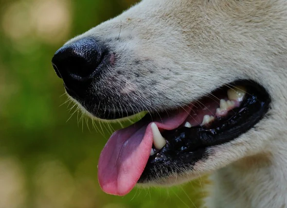 Schwellung der Speicheldrüse bei Hunden