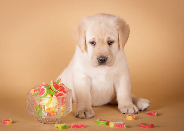 Toxizität von Kaugummi, Süßigkeiten und Zahnpasta bei Hunden