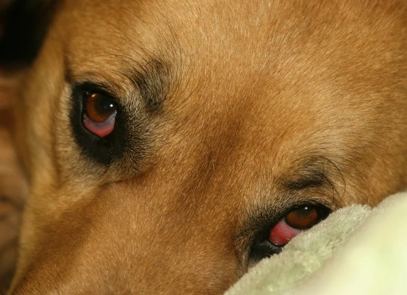 Tränendes Auge bei Hunden