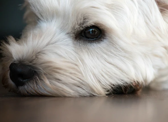 Trockenes-Auge-Syndrom bei Hunden