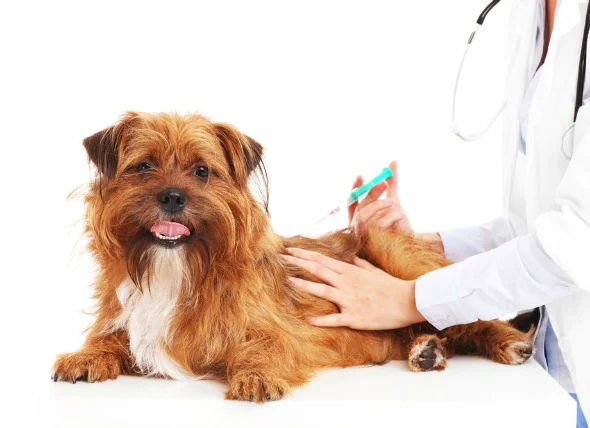 Tumor im Zusammenhang mit Impfungen bei Hunden