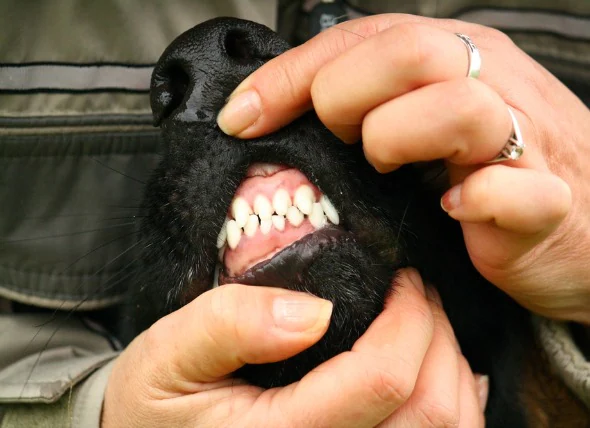 Tumore des Zahnfleisches (Epulis) bei Hunden