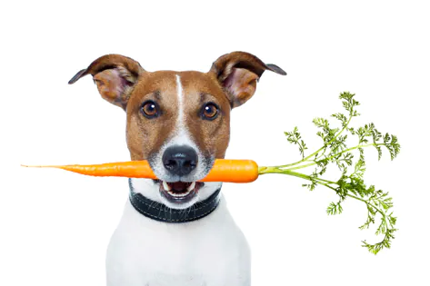 Verbessern Karotten natürlich die Sehkraft Ihres Hundes?
