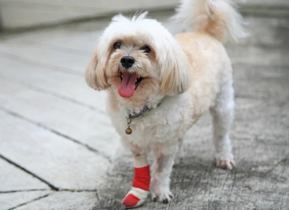 Verletzung des Vorderbeins bei Hunden