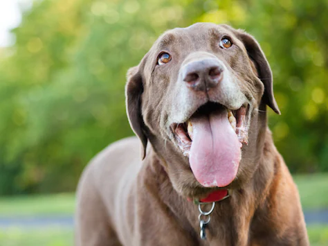 Wie man Atembeschwerden bei Hunden behandelt