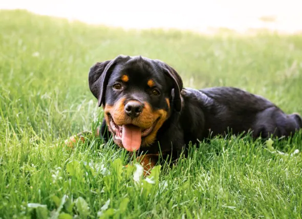 Wie man Herzwürmer bei Hunden behandelt