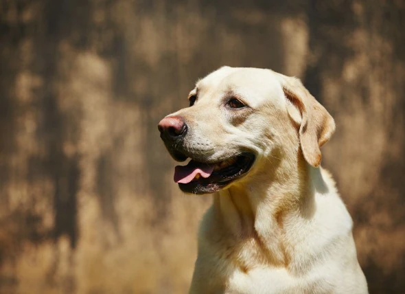 Wirbelsäulendegeneration bei Hunden