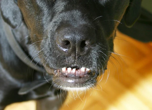 Zahnverschiebung oder plötzlicher Zahnverlust bei Hunden