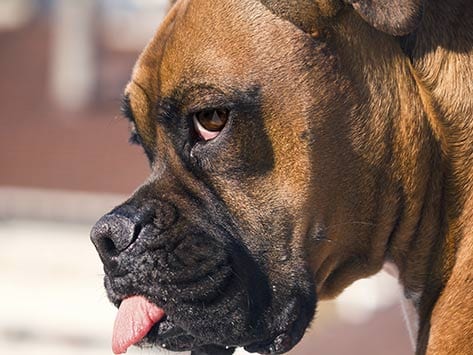Zittern und Krampfanfälle bei Hunden: Ursachen, Diagnose und Behandlung