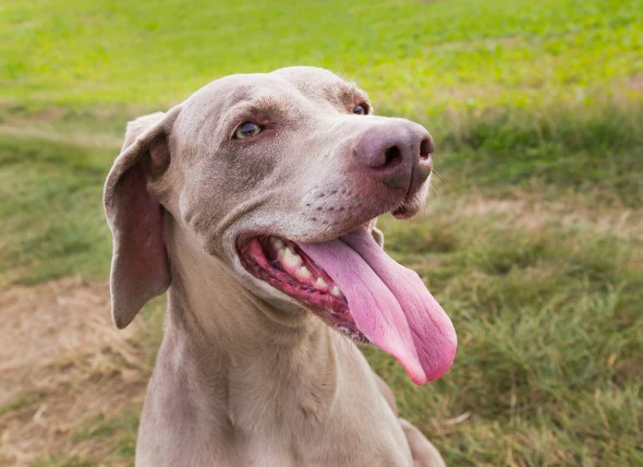 Zungenkrebs (Plattenepithelkarzinom) bei Hunden