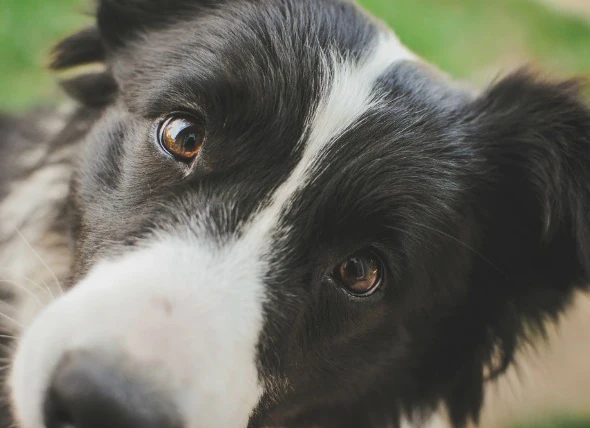 Collie-Augendefekt bei Hunden