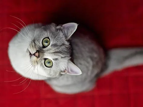 5 Gründe, warum Ihre Katze auf das Bett pinkelt