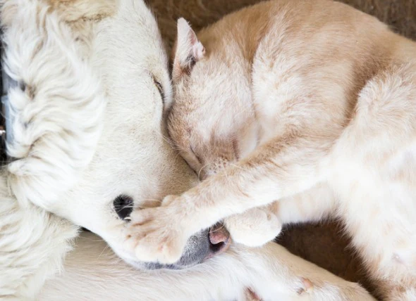 7 subtile Anzeichen von Krebs bei Haustieren, die von den meisten Tierhaltern übersehen werden