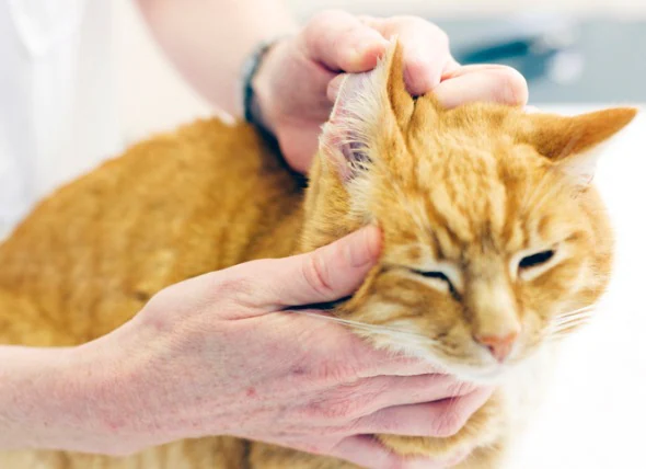8 Schritte zur Behandlung von Ohrinfektionen bei Katzen