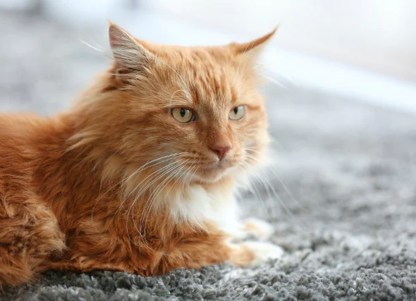 Acetominophen (Tylenol) Vergiftungen bei Katzen