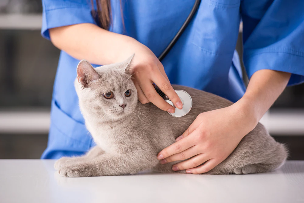 Anämie aufgrund einer Schädigung der roten Blutkörperchen bei Katzen