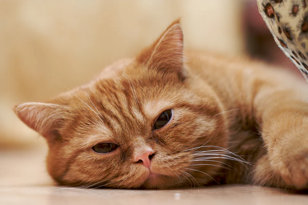 Anämie aufgrund von Eisenmangel bei Katzen