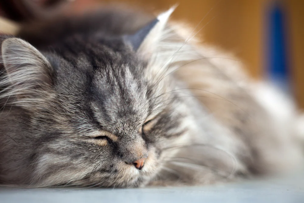 Anämie, nicht-regenerativ bei Katzen