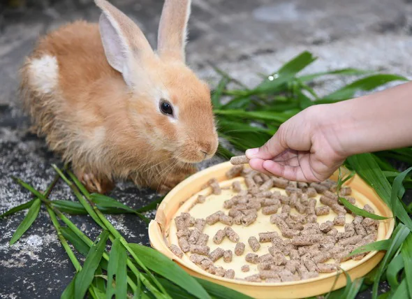 Appetitlosigkeit bei Kaninchen