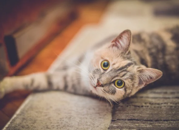 Aspirin-Vergiftung bei Katzen
