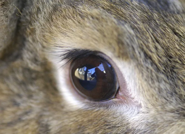 Augenentzündung bei Kaninchen