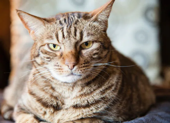 Bandwürmer bei Katzen: Symptome, Behandlung und Prävention