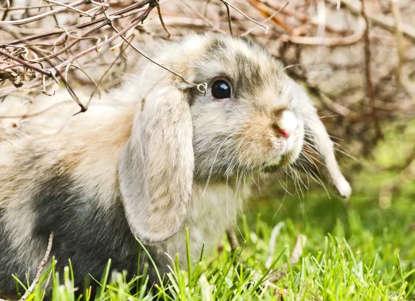 Befall von Milben im Ohr bei Kaninchen