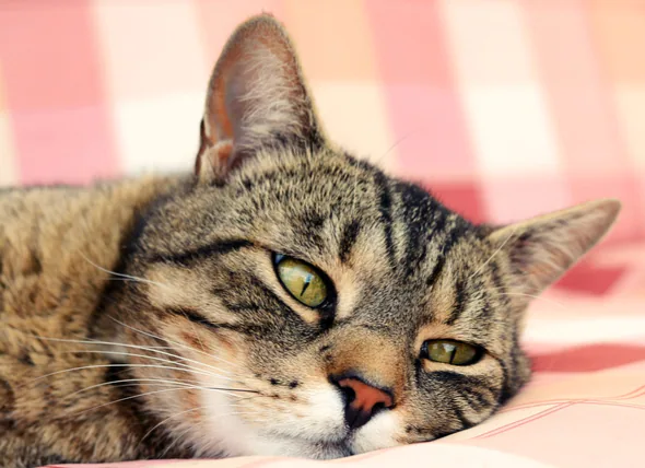 Behandlung von Infektionen der oberen Atemwege bei Katzen