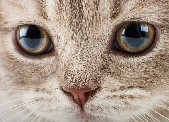 Blut im vorderen Teil des Auges bei Katzen