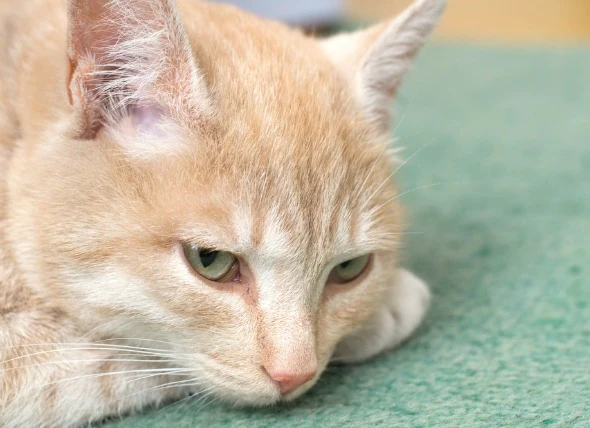 Blutbezogene Defizite bei Katzen
