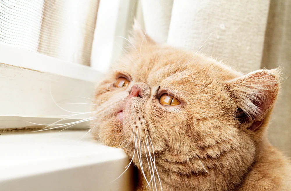 Blutungen der Netzhaut im Auge bei Katzen