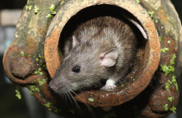 Darmparasiten bei Ratten