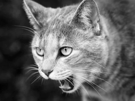 Der komplette Leitfaden für Katzenhaarlinge: Alles, was Sie wissen müssen