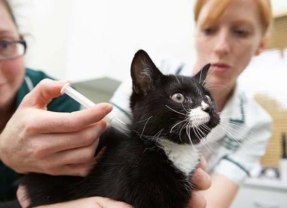Diabetes bei Hunden und Katzen: Alles, was Sie wissen müssen