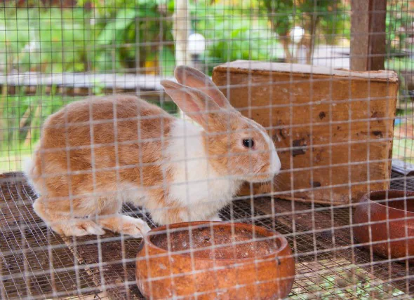 Dislokation und Lähmung bei Kaninchen
