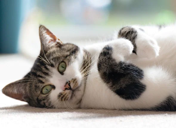 Entzündliche Darmerkrankung (IBD) bei Katzen: Ursachen, Symptome und Behandlung