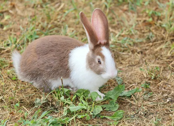 Entzündungen des Mittel- und Innenohrs bei Kaninchen
