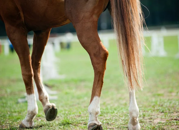 Equine Arthritis bei Pferden
