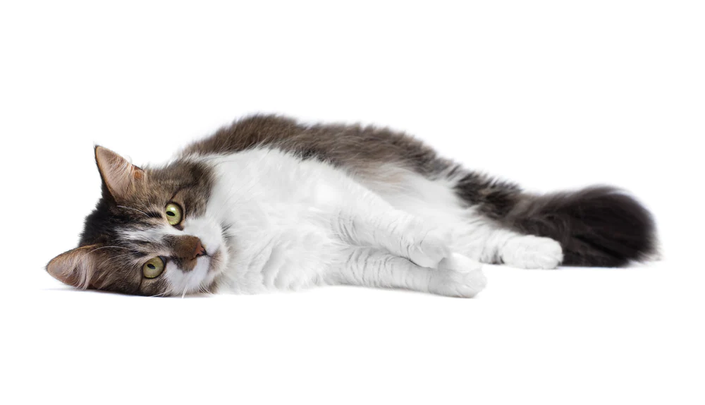 Estrus-Symptome nach der Kastration bei Katzen