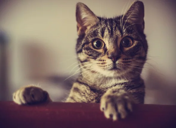 FIV bei Katzen: Was Sie wissen sollten