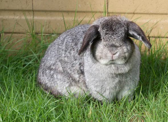Fettleibigkeit bei Kaninchen