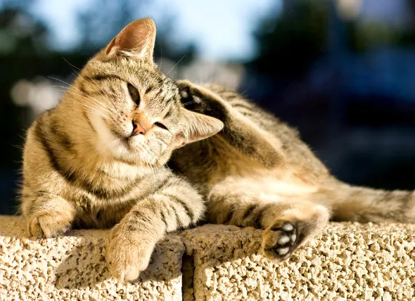 Flohbekämpfung und Flohbiss-Allergien bei Katzen