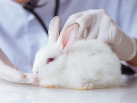 Fünf häufige Krankheiten, die Kaninchen betreffen
