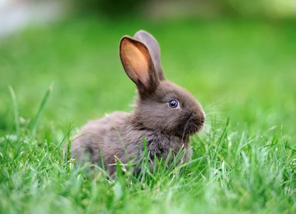 Gewichts- und Muskelverlust bei Kaninchen