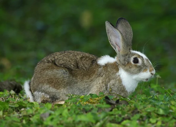 Haarausfall bei Kaninchen