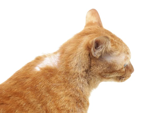 Haarausfall im Zusammenhang mit Krebs bei Katzen