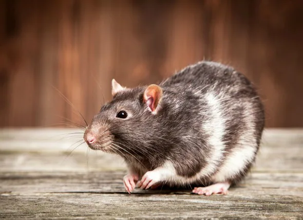 Häufige Krebserkrankungen und Tumore bei Ratten