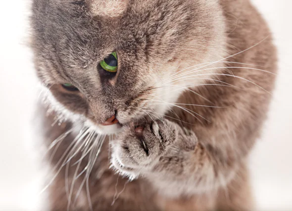 Hautentzündungen an den Pfoten bei Katzen