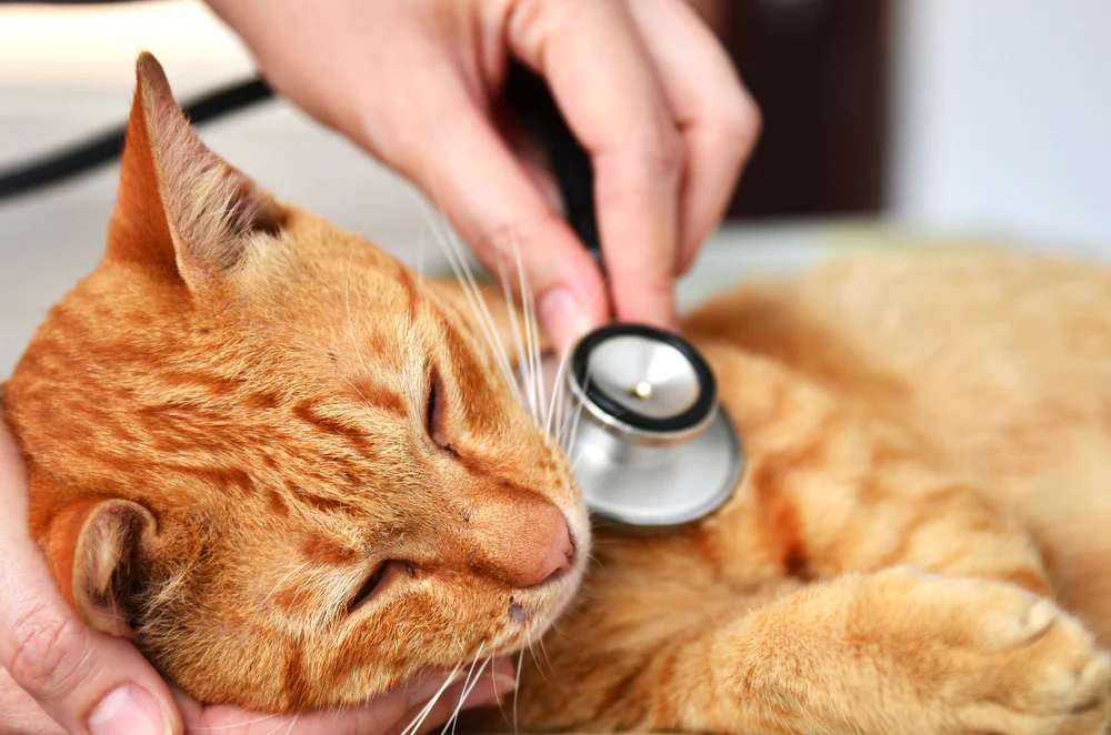 Hoher Blutzucker bei Katzen