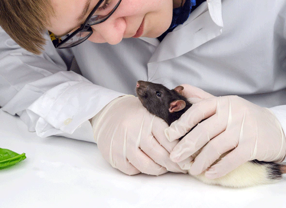 Kampf gegen Wunden bei Ratten